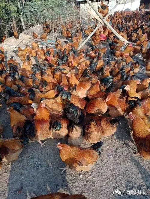 疫情下家禽養(yǎng)殖場(chǎng)飼料短缺與銷(xiāo)售受阻的應(yīng)急解決方案