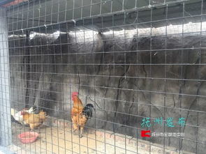 夢湖動(dòng)物園 當(dāng)“動(dòng)物園”邂逅家禽養(yǎng)殖，一場關(guān)于認(rèn)知與期待的碰撞